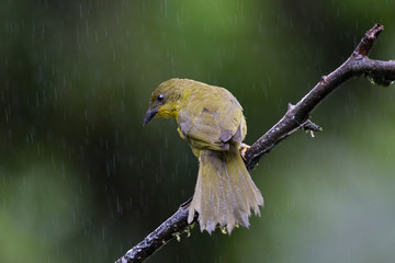 catirumbava ( Orthogonys chloricterus )