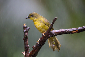 catirumbava ( Orthogonys chloricterus )