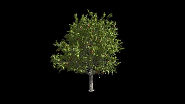 Fruit tree apple-tree. Format MOV, codec png with alpha channel