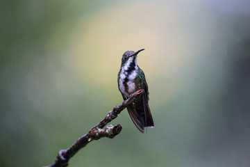 beija-flor-de-veste-preta ( Anthracothorax nigricollis )