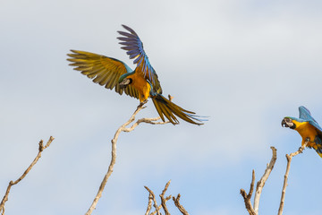 arara-canind&eacute; ( Ara ararauna )