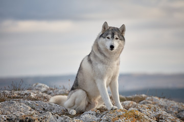 Gray Siberian husky sits on the edge of the rock and looks down. A dog on a natural background.