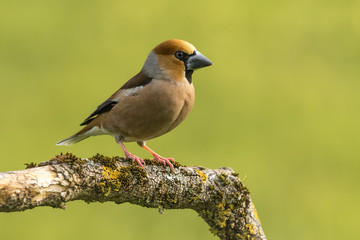 Obraz premium hawfinch, Coccothraustes coccothraustes