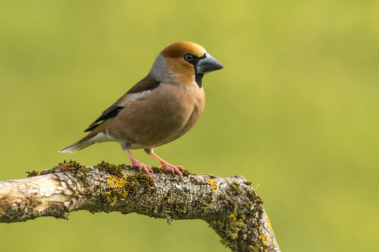 hawfinch, Coccothraustes coccothraustes