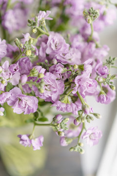 Bouquet of Beautiful lilac color gillyflower, levkoy or mattiola. Spring flowers in vase on wooden table. Vertical photo