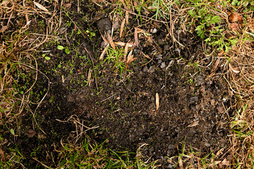 Ash from a fire in the grass