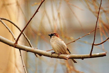 sparrow on a branch