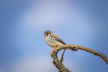 quiriquiri ( Falco sparverius Linnaeus )