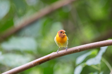 saíra-ferrugem ( Hemithraupis ruficapilla )