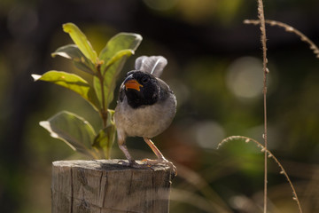 batuqueiro  ( Saltatricula atricollis )