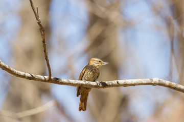 bico-virado-carijó ( Xenops rutilans Temminck )
