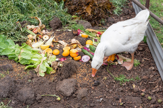 High angle view of white goose eating food scraps from compost (selective focus)