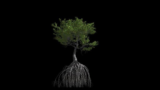 
Mangrove with roots. Animation 3d. Format MOV, codec png with alpha channel