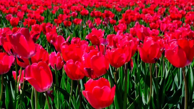Red tulips in a field with during a beautiful spring day
