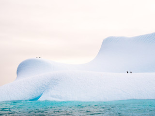 Chinstrap penguins on iceberg near Spert Island northwest of Antarctic Peninsula, Antarctica