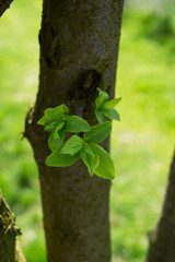 a new, young branch on a tree