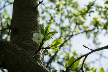 flower on the tree