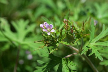 Flowers of roadside weed 