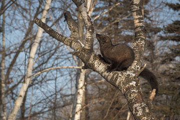 Fisher (Martes pennanti) Looks Up Tree