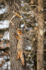 Naklejka na ściany i meble Grey Fox (Urocyon cinereoargenteus) Climbs Tree