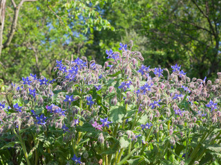 Borage plant  full of blue star flowers  during the spring
