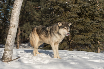 Grey Wolf (Canis lupus) Stands Near Tree Tongue Out