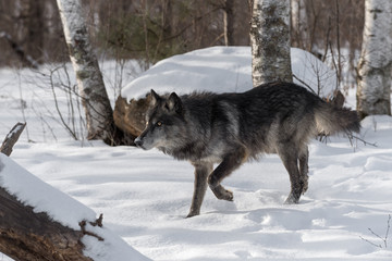Naklejka premium Black Phase Grey Wolf (Canis lupus) Moves Towards Log