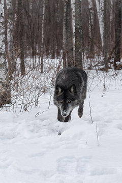 Black Phase Grey Wolf (Canis lupus) Runs Forward