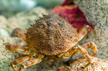 Crab in a fish tank