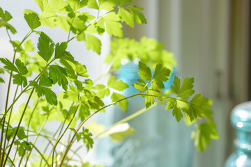 Growing fresh parsley on the kitchen windowsill