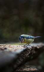 Eurasian blue tit