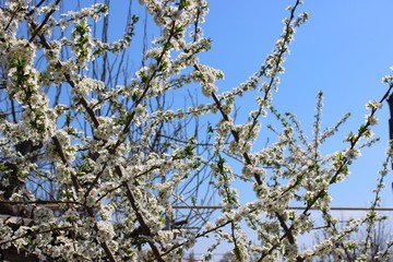 Flowering plum tree in April 2018. The Volgograd Region, Russia.