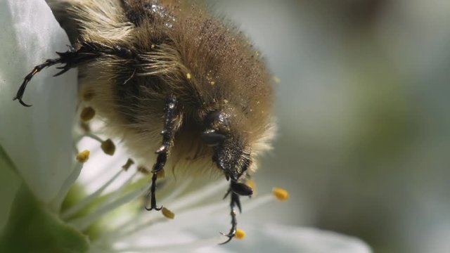 Hairy beetle Tropinota hirta sits on a flower of cherry. Macro footage.
