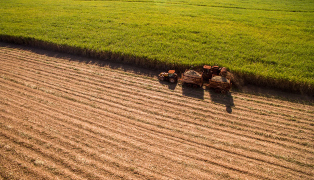 Sugar cane hasvest plantation aerial