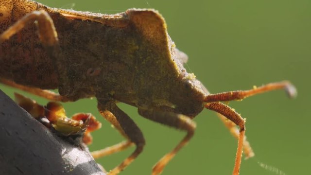 Shield bug slowly crawls on a branch on a green background. Macro footage.