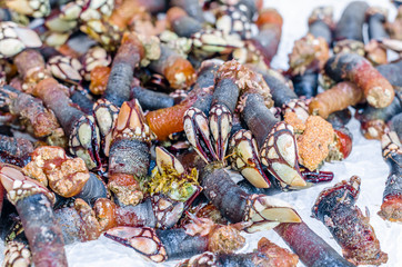 Goose barnacles in a fish market