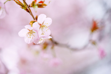 桜