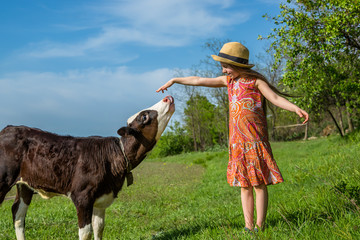 little girl is stroking a calf in a field. © liubovsolo
