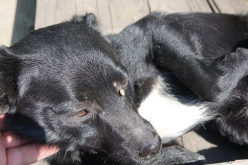 Help clean ticks from dogs.