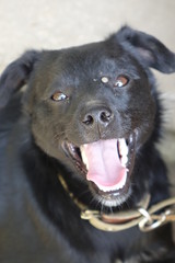 Help clean ticks from dogs.