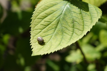 Castor bean tick (Ixodes ricinus)