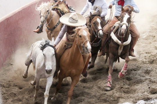 Mexican charros performing a dangerous horse stun