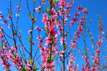 Blooming peach tree.