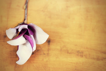 Magnolia on grunge wooden background