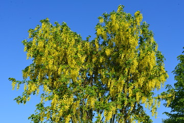 Gemeiner Goldregen (Laburnum anagyroides) 