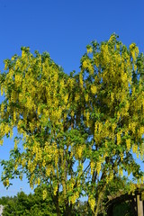 Gemeiner Goldregen (Laburnum anagyroides) 