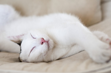 Close-up of white kitten sleeping peacefully