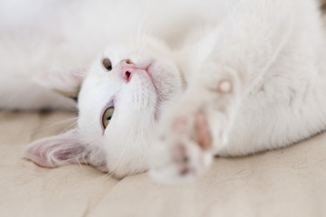 Close-up of white kitten waking up from a nap