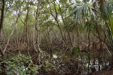Mangrove forest, swamp, Tampa Bay Florida.