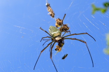 Spider and bee